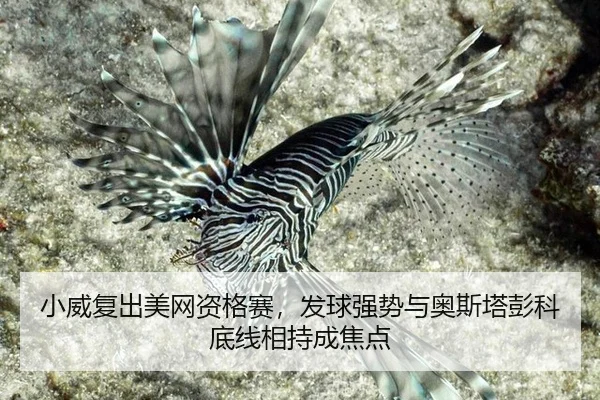 xiao-wei-fu-chu-mei-wang-zi-ge-sai-fa-qiu-qiang-shi-yu-ao-si-ta-peng-ke-di-xian-xiang-chi-cheng-jiao-dian-3-860.jpg